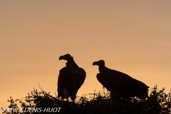 vautour oricou / lappet-faced vulture