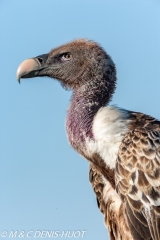 vautour de Rüppell / Rueppell's Griffon