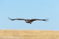 vautour oricou / lappet-faced vulture