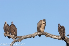 vautours / vultures