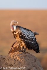 vautour de Rüppell / Rueppell's Griffon