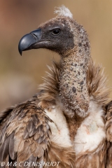 vautour africain / white-backed Vulture