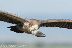 vautour africain / white-backed Vulture