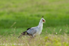 serpentaire / secretary bird