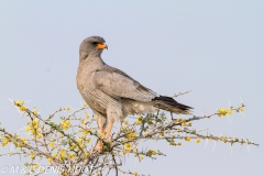 autour / goshawk