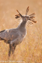 serpentaire / secretary bird