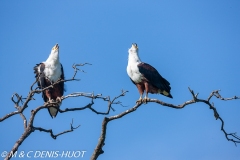 aigle pêcheur / fish eagle