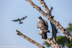 aigle martial / martial eagle