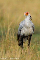 serpentaire / secretary bird