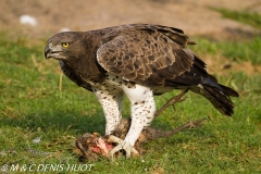 aigle martial / martial eagle