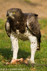 aigle martial / martial eagle