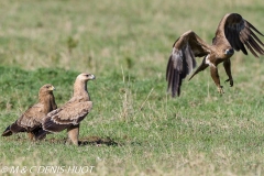 aigle ravisseur / tawny eagle