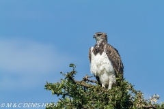 aigle martial / martial eagle