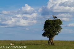 serpentaire / secretary bird