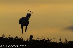 serpentaire / secretary bird