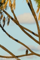 bateleur