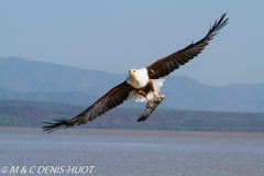 aigle pêcheur / fish eagle