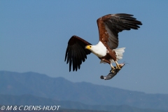 aigle pêcheur / fish eagle