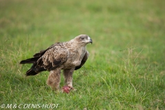 aigle ravisseur / tawny eagle