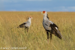 serpentaire / secretary bird