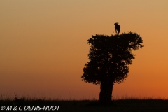 serpentaire / secretary bird