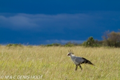 serpentaire / secretary bird