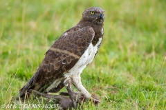 aigle martial / martial eagle