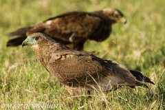 bateleur