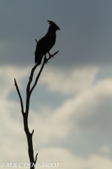 aigle huppard / long-crested eagle