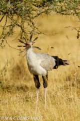 serpentaire / secretary bird