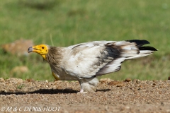 vautour percnoptère / egyptian vulture