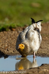 vautour percnoptère / egyptian vulture