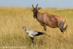 serpentaire / secretary bird