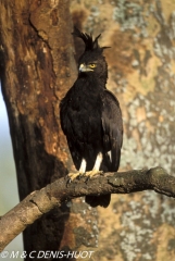 aigle huppard / long-crested eagle