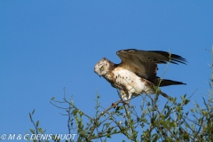 circaète Jean-Le-Blanc / black-chested snake-eagle