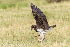 aigle martial / martial eagle