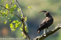 aigle huppard / long-crested eagle