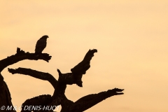 aigle des steppes / tawny eagle