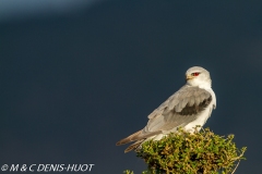 elanion blanc / black-shouldered kite