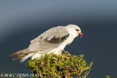 elanion blanc / black-shouldered kite