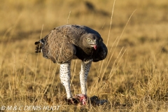 aigle martial / martial eagle