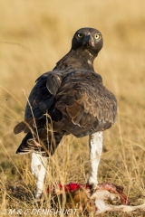 aigle martial / martial eagle