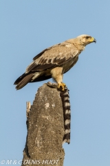 aigle des steppes / tawny eagle