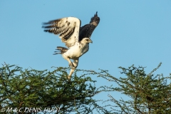 aigle martial / martial eagle