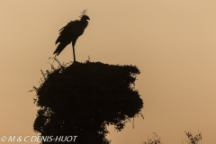 serpentaire / secretary bird