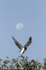 circaète / snake eagle