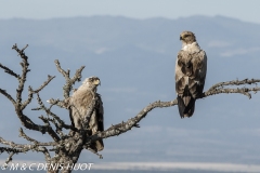 aigle des steppes / tawny eagle