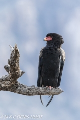 bateleur