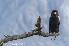 bateleur