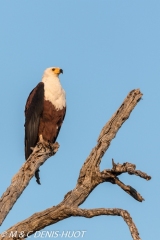 aigle pêcheur / fish eagle